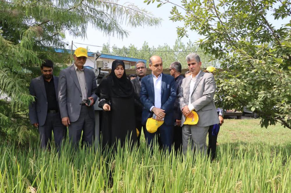 ۳ گونه جدید پرمحصول برنج ایرانی رونمایی شد
