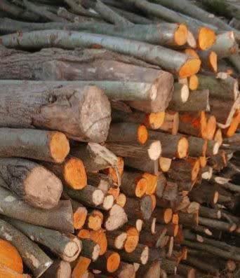 دادستان رودسر: با تخریب کنندگان محیط زیست شدت عمل خواهیم داشت