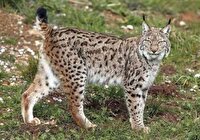 سیاهگوش ایرانی به آغوش طبیعت بازگردانده شد