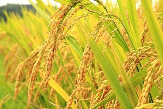 محصولات گیلان برند سازی و  زمینه صنایع بسته بندی فراهم شود