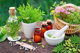  بیش از ۲ هزار هکتار زمینهای گیلان زیر کشت گیاهان دارویی رفت