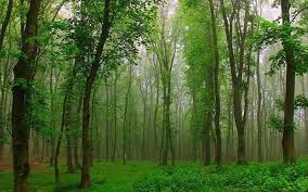 10 میلیون نهال در گیلان تولید شد