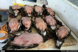 فروش پرندگان وحشی در بازارهای گیلان ممنوع شد