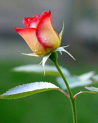  شبیه معجزه
