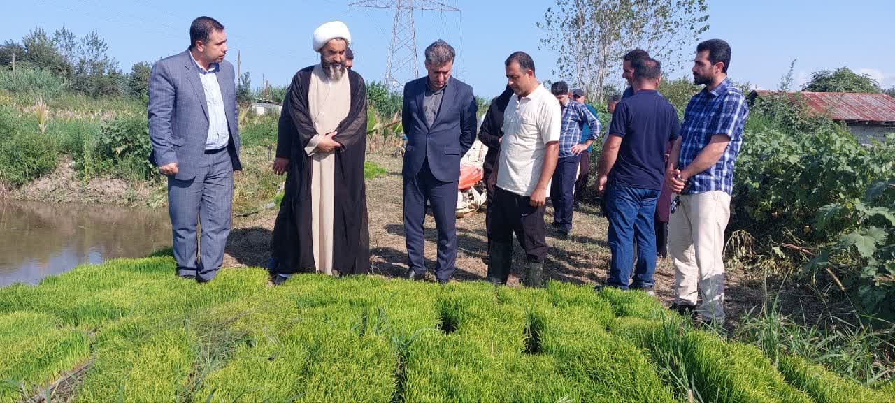 کشت رقم پربازده برنج 