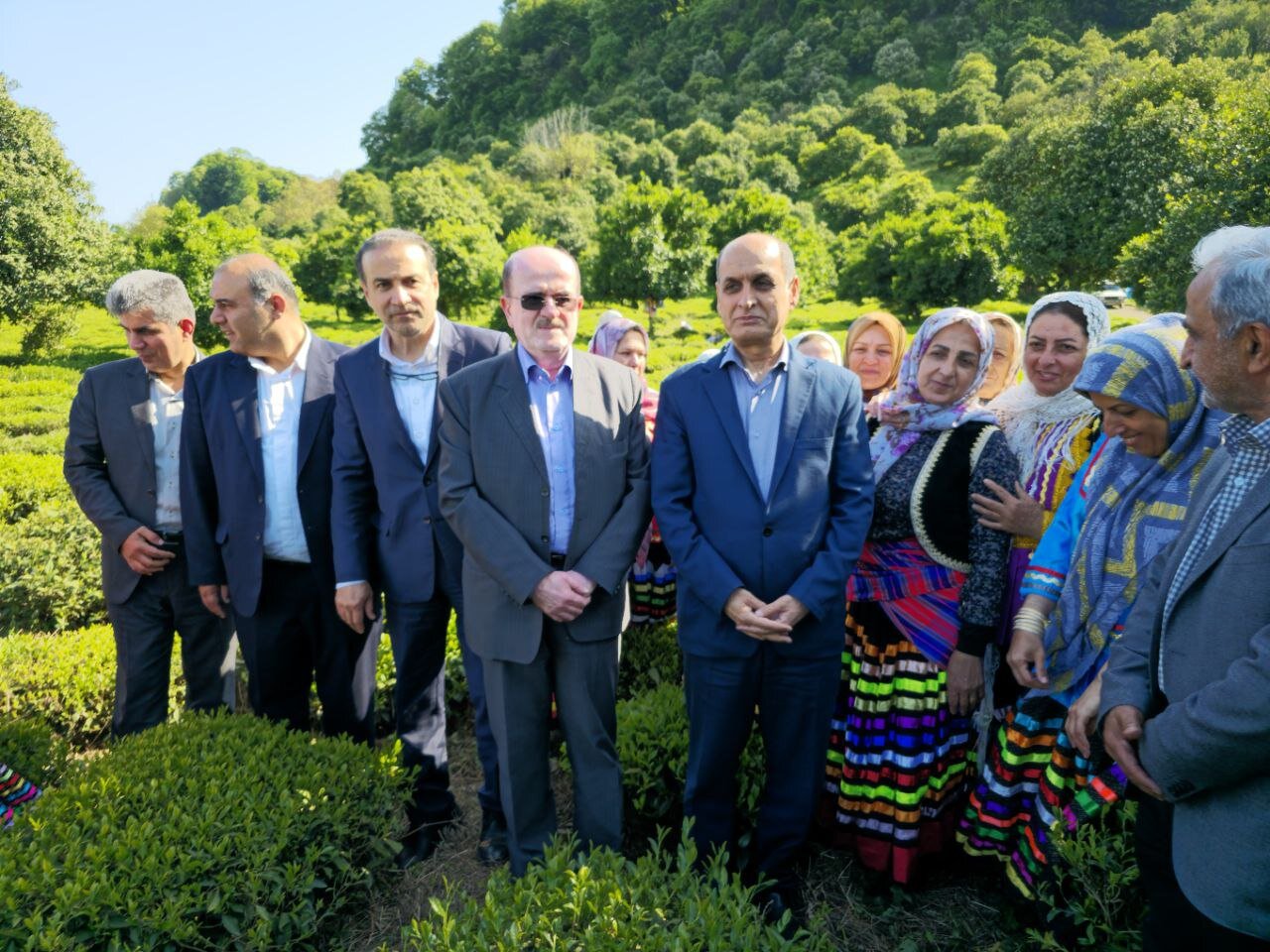 برداشت برگ سبز چای در شمال آغاز شد