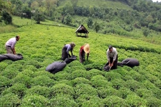 چایکاران برای بیمه محصول 10 روز دیگر فرصت دارند