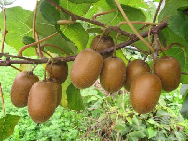 اولین محموله کیوی گیلان صادر شد