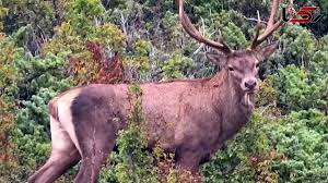 تصاویری بی‌نظیری از گوزن قرمز در جنگلهای لنگرود ثبت شد