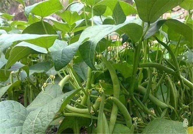 کشت دوم در ۱۱۰ هزار هکتار از زمین‌های کشاورزی گیلان