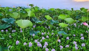 موج شکن انزلی عامل مهم رسوب گذاری در تالاب است