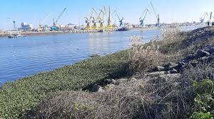 موج شکن انزلی عامل مهم رسوب گذاری در تالاب است