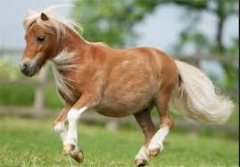 اسب کاسپین را به برند جهانی و عامل تقویت گردشگری  تبدیل کنیم