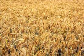 گیاه تری تیکاله به جای جو در رودبار کشت شد