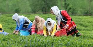 واگذاری صنعت چای به بخش غیر دولتی تصمیم غلطی است