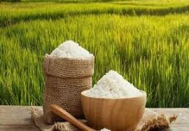 تقویم کشت برنج امسال ابلاغ شد