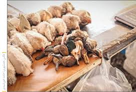 فروش پرندگان غیر قانونی در بازار های محلی رونق گرفته است!!