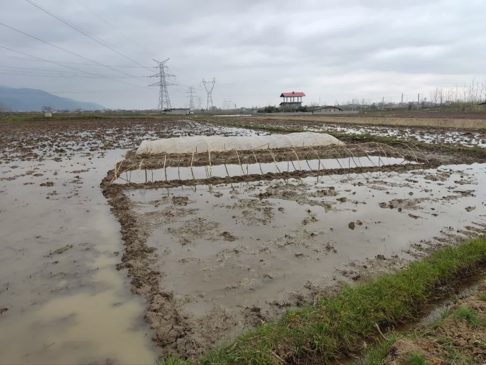 خزانه گیری برنج در رودسر استارت خورد