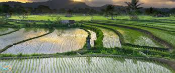 امکان تنش آب کشاورزی در گیلان  وجود دارد