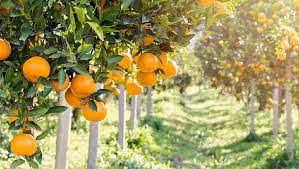 مهلت بیمه محصولات زراعی و باغی گیلان تمدید شد