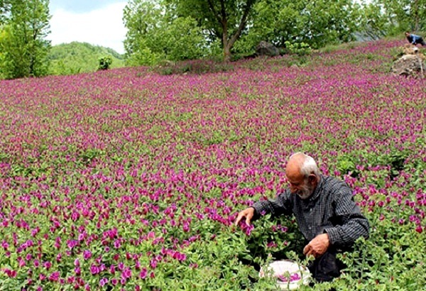برداشت گل گاوزبان در گیلان شروع شد